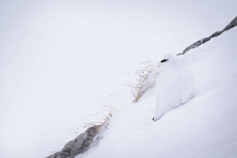 Findet ihr das Alpenschneehuhn im Bild? Durch sein weißes Federkleid verschmilzt es nahezu mit dem Schnee am Hafelekar oberhalb Innsbrucks.