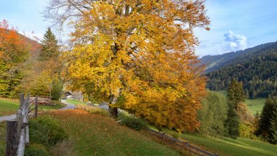 Herbstimpressionen_TVB_Wildschoenau_Dabernig_10_20