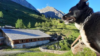 Waldi genießt die Ruhe auf unserer Alm