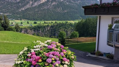 Hortensien im Garten 1