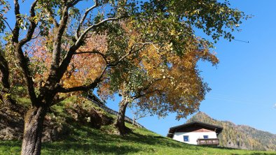 Alter Nussbaum Apfelbaum Ferienhaus