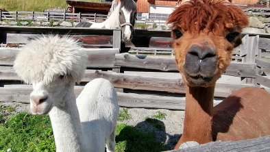 Urlaub am Bauernhof der Veitenhof Streichelzoo