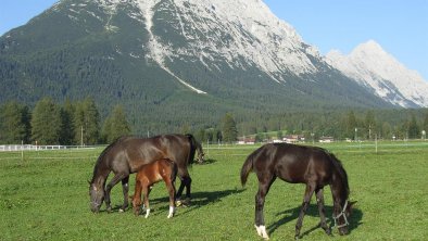 Pferde auf Koppel, © Tschaperhof