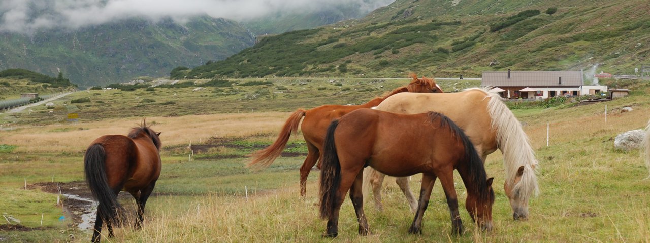 Alpe Vermunt in der Nähe des Silvretta Stausees, © Irene Prugger