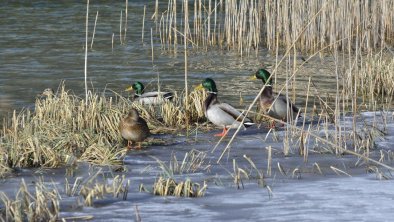 Fieberbrunn  Pillersee_16_01