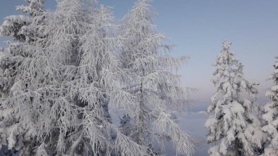 Schatzberg-Baum