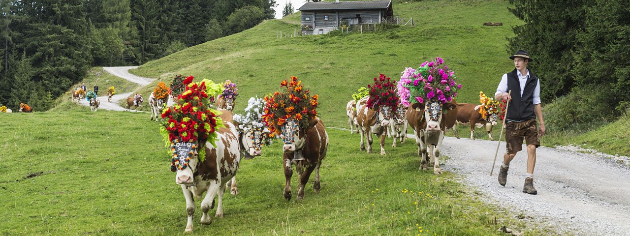 Bunt wie Paradiesvögel sind die Kühe ausstaffiert, wenn sie von den Sennern nach Söll ins Tal getrieben werden, © P. v. Felbert/D. Reiter/TVB Wilder Kaiser