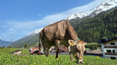 Gsörhof Kühe