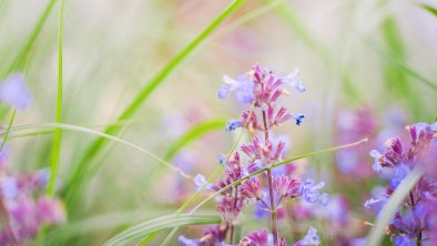 Wohlfühl Ferien-Heim - Lavendel