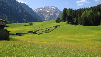 Tolle Frühlingslandschaft mit Löwenzahnblüte