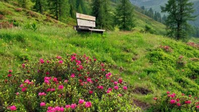 Almrosenblüte im Juni, © Daniela Veider