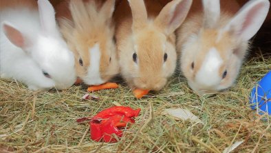 Kaninchen Streichelzoo der Veitenhof Ötztal Urlaub