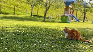 Hinterwaldhof-Kater Pauli