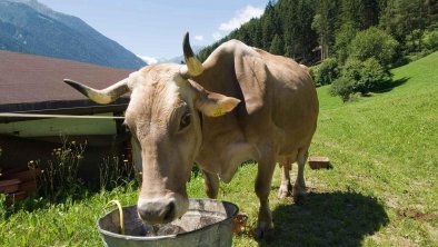 Tiere am Bauernhof - Kühe