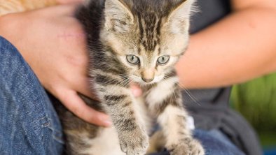 Tiere am Bauernhof - Katzen