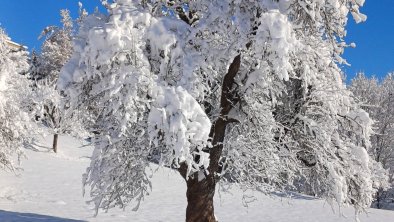 Ein alter Baum in neuem Kleid