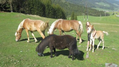 Haflinger u.Ponnys