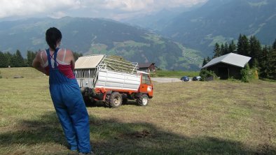 Mithilfe am Breierhof Zell im Zillertal