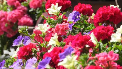 Balkonblumen Alpenhof Wildschönau Niederau