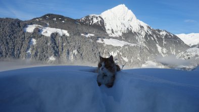 Unsere Hauskatze