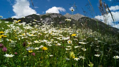 Blumenwiese vor dem Haus