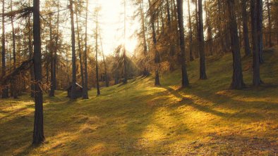 Lärchenwald Herbst (1), © Region Seefeld