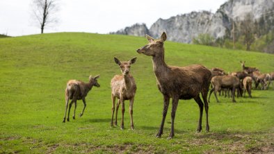 Rotwild am Wilden Kaiser