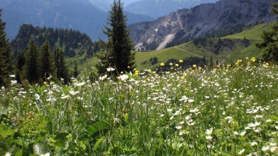 Blühende Bergwiesen soweit das Auge reicht