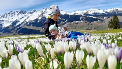 Die Krokuswiese auf unserer Prädastenalm