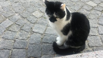 Unsere Hauskatze "Lucy", © Haus Schlosskeller