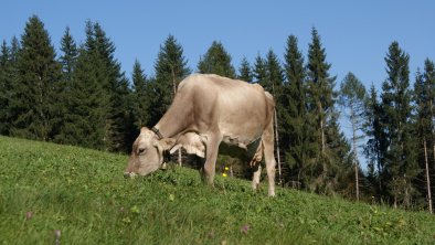 saftige Wiesen umgeben den Hof