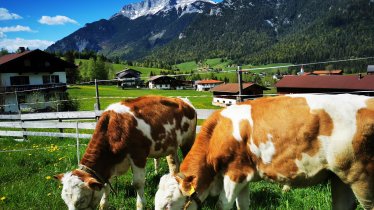 Haus Gamssprung - Rinder