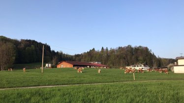 Bruggerhof Niederndorf - Wiese und Stall, © Mittermeier