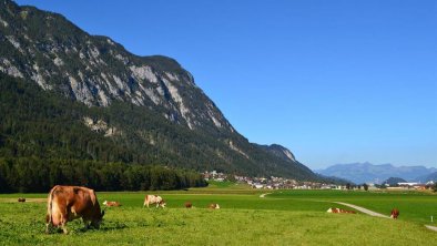 Bauernhof Berndlerhof Langkampfen Kühe