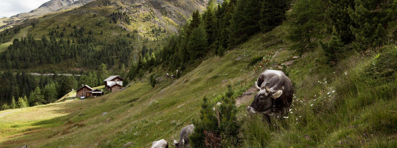 Die Umgebung der Alm