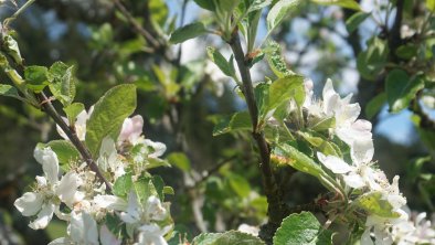 Frühling bei uns