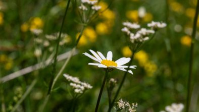 Blumenwiese