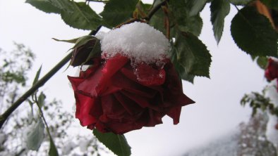 Schneerose