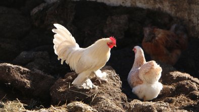 Hahn und Henne am Misthaufen