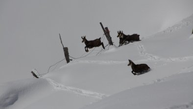 Gemsen im Schönachtal, © Günther Hauser