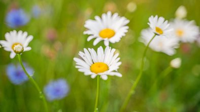 Wohlfühl Ferien-Heim Blumenwiese