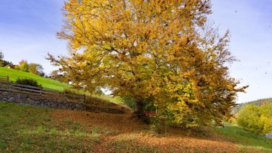 Herbstimpressionen_TVB_Wildschoenau_Dabernig_10_20