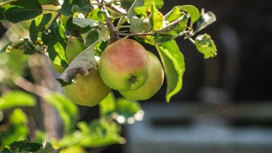 Apfelbäume im Garten