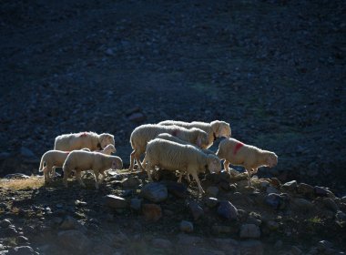 Schafe sind soziale und sensible Tiere. Stirbt ein Herdenmitglied, trauert der Rest. Mööööh!