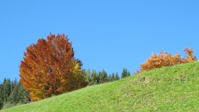 Herbst Niederau Schöne Herbstfarben. Rechte Wildsc