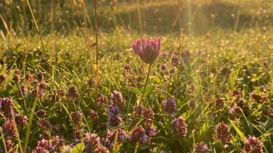 Frühling AB.IMG_1067