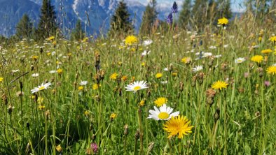 Die duftende Bergwiese mit dem Spitzkofel im Juni