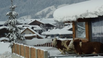 Winterauslauf für unsere Tiere