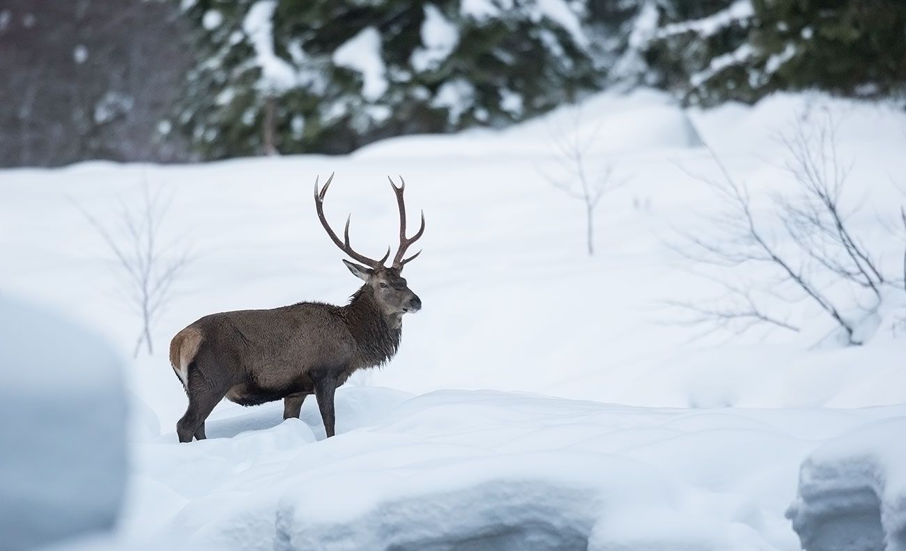 Rothirsch mit Geweih im Schnee