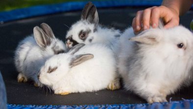 Tiere am Bauernhof - Hasen